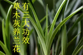 很多兰友不知道，草木灰养兰花，竟然有3大功效视频封面