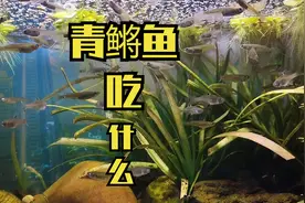 耐低温耐缺氧的青鳉鱼怎么养，吃什么？古法生态鱼缸养青鳉鱼方法视频封面