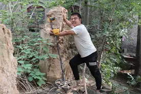 探测仪显示土墙里有东西，小虎把墙推倒找到了什么？连连称呼宝贝视频封面