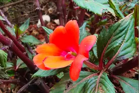 四季盛开的凤仙花繁殖只需要4步，一盆变多盆，成活就能花开不断视频封面