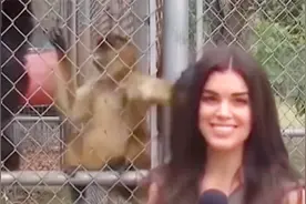 新闻主播连着多次失误，想硬着头皮继续来，结果没忍住还是笑场了视频封面