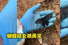 东航坠机现场飘落黑蝴蝶，那个蝴蝶结女孩回来了，魂归故里视频封面