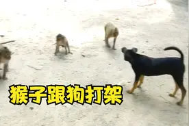 猴子和狗想打架？看看究竟谁会更厉害？视频封面