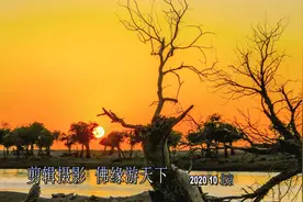千年不死胡杨林 千年不朽怪树林 千年秘境黑水城 【九月阿拉善】视频封面