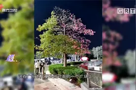 超美！广州现奇异木棉树，一半开花一半树叶，来瞅瞅|城事特搜视频封面