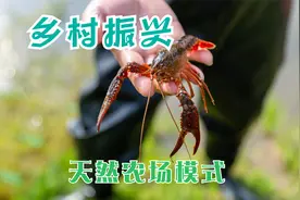 一种很恬静、自然的乡村农场模式，你值得拥有！视频封面