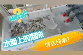 鱼缸水面上有泡沫，到底是怎么回事？不是水肥就是水脏了视频封面