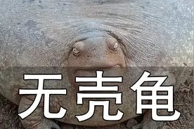 这是什么生物？惊见无壳龟憨厚笑脸疯传　专家急喊不是龟视频封面