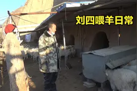 刘四把大羊圈分成5个小羊圈，为啥羯子和母羊还要分开喂养？视频封面