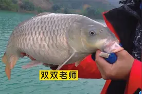 水库鲫鱼越钓越大！只因熟悉库钓这3点潜规则，天天见1斤多大鱼视频封面