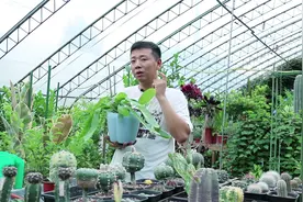 这个“昙花”不仅白天开花，条件达到全年开花，一次能开花上百朵视频封面