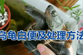 乌龟粪便白色是肠炎吗？鳄龟拉透明蛋清果冻状便的原因及处理方法视频封面