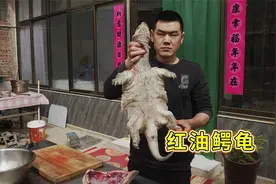 大伯头回吃鳄龟，今天搞了只人工养殖鳄龟，腿肉紧实Q弹，真过瘾