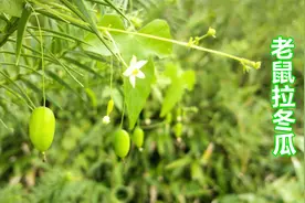 农民称“老鼠拉冬瓜”的植物，有药用价值，好多人不知道也不认识