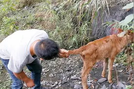 农村曹哥养牛创业，1头小牛半路失踪， 找到后意外发现它是双性牛