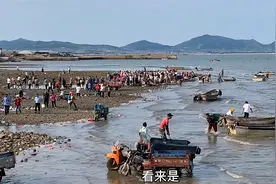 跟着埠西老乡到山东头去赶海，淘新鲜便宜的海鲜，一饱久违的口福视频封面