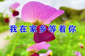 姑娘一首《我在家乡等着你》DJ情歌，深情感人，超级好听！视频封面