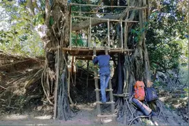 走进荒野中探险生活，在两个茂盛大树中间，建造避难屋住着真舒服视频封面