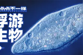 大开眼界！一滴水放大1000倍，见证微观生物的生殖、捕食和死亡！视频封面