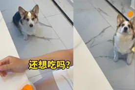 主人用薯片骗狗狗吃胡萝卜，手速超快狗子成功上当：到底谁是狗？视频封面