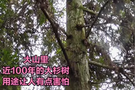 大杉木，近100年的古杉树是做什么用的，答案让人感觉有点害怕！视频封面