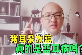 蓝耳病猪耳朵不一定发蓝，猪有那些症状，可以判断猪感染了蓝耳病视频封面
