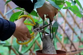 发财树摆放位置有讲究，摆对有“财位”，养护更省心