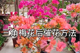 三角梅花后怎样养护才能再次复花？需要修剪吗？请看视频详细讲解视频封面
