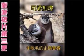 阿根廷玛德琳港 Punta Tombo 生态保护区，满满的麦哲伦企鹅！视频封面