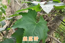 丝瓜叶泡水喝功效厉害，解决很多人的健康大问题，赶紧了解收藏吧视频封面