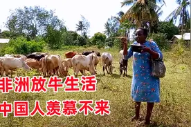 实拍肯尼亚农村生活：非洲女孩出门放牛，一天所需都得在野外解决视频封面