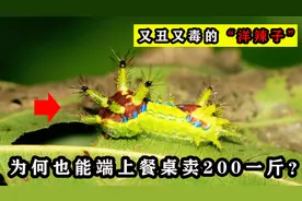 “洋辣子”长得丑还有毒，为何也能被端上餐桌，卖200块一斤？视频封面