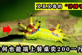 “洋辣子”长得丑还有毒，为何也能被端上餐桌，卖200块一斤？视频封面