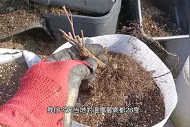 春天移栽月季，要想成活率高，就要按照这3个步骤操作视频封面