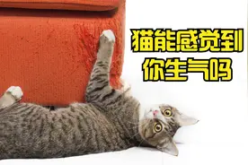 你对猫发脾气猫能明白什么意思吗？今天告诉你答案