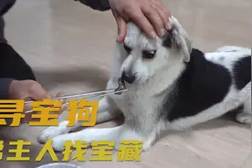 会寻宝的狗狗，每天给主人带来宝藏，有人重金求购狗狗视频封面