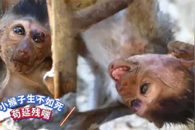 小猴子活得生不如死，以其苟延残喘的活着，不如早点解脱视频封面