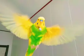 观赏鸟里面虎皮鹦鹉是最好饲养，详解它们求偶踩背下蛋孵化的问题