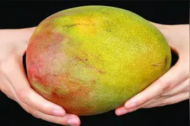 原来催熟芒果这么简单，放一晚上就能吃，不用等几天，方法真管用