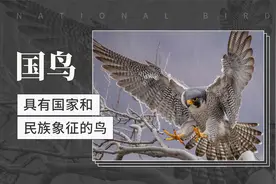 国鸟——具有国家和民族象征的鸟