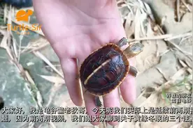 黄缘闭壳龟椰砖椰土冬眠法如何操作「龟谷鳖老」视频封面