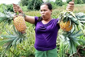 跑到野外去摘几个野生菠萝，大妈这样吃法，太酸了咋办？视频封面