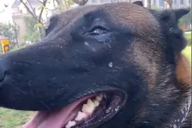 小孩被人贩子拐走，狗狗奋不顾身的去营救，结局竟被大人误会视频封面