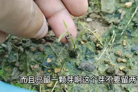 谁说荔枝树不能扦插？做好这两方面要求，成活率可以达到99%以上视频封面