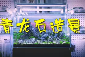 青龙石为主景的草缸、这样的布局够不够细致视频封面