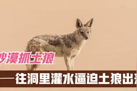 在沙漠里往洞穴里灌水，逼迫土狼自投罗网，5只土狼被一窝端视频封面