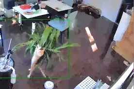 橘猫拆家本性暴露，闯祸后假装吃瓜群众看热闹，蓝猫：差点背黑锅