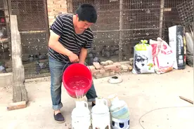 给鸽子喂水有讲究，别看是土办法但特别实用，大家来了解下视频封面