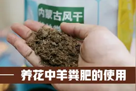 园艺师教你，羊粪肥料的使用小技巧，让养花的土壤更肥沃