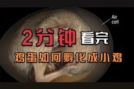 2分钟看完鸡蛋如何变成小鸡的的全过程，鸡蛋如何孵化成小鸡视频封面